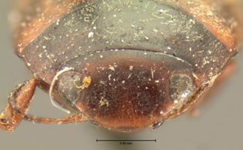 Media type: image;   Entomology 7407 Aspect: head frontal view